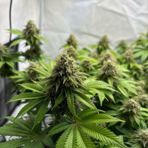 Sweet ZZ growlog timeline photo