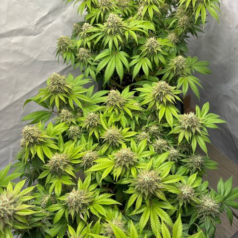 Sweet ZZ growlog timeline photo