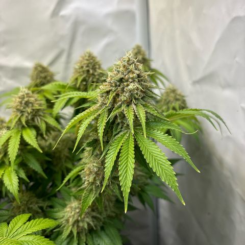 Sweet ZZ growlog timeline photo