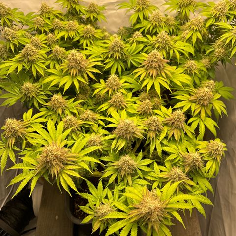 Sweet ZZ growlog timeline photo
