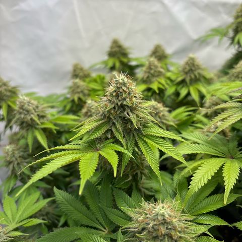 Sweet ZZ growlog timeline photo