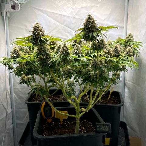 Sweet ZZ growlog timeline photo