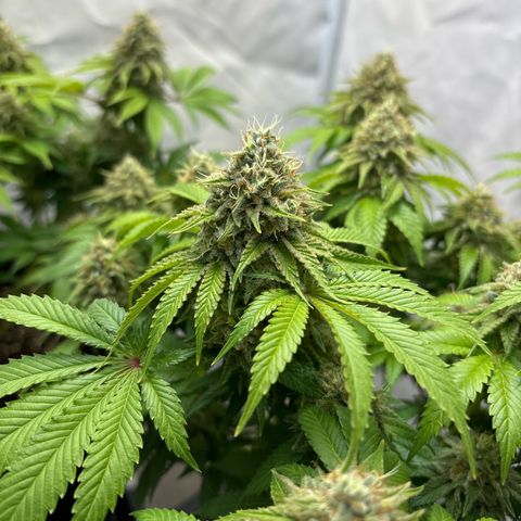 Sweet ZZ growlog timeline photo