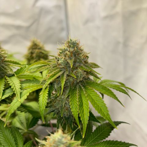 Sweet ZZ growlog timeline photo