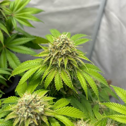 Sweet ZZ growlog timeline photo