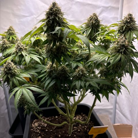 Sweet ZZ growlog timeline photo