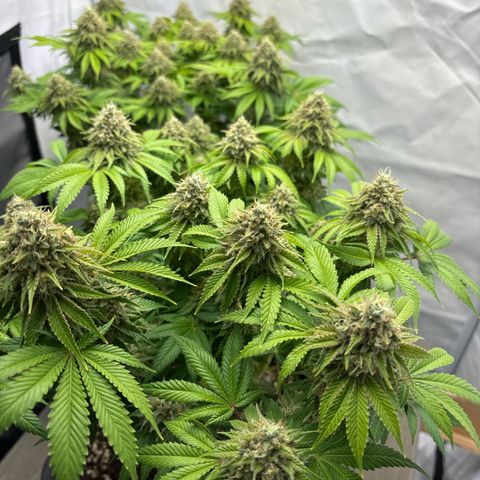 Sweet ZZ growlog timeline photo
