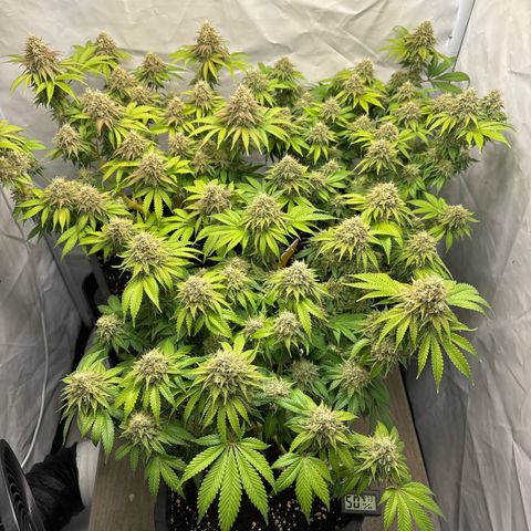 Sweet ZZ growlog timeline photo