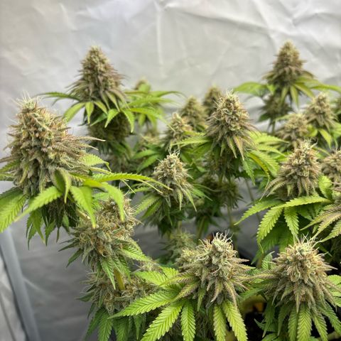 Sweet ZZ growlog timeline photo