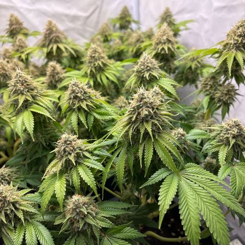 Sweet ZZ growlog timeline photo