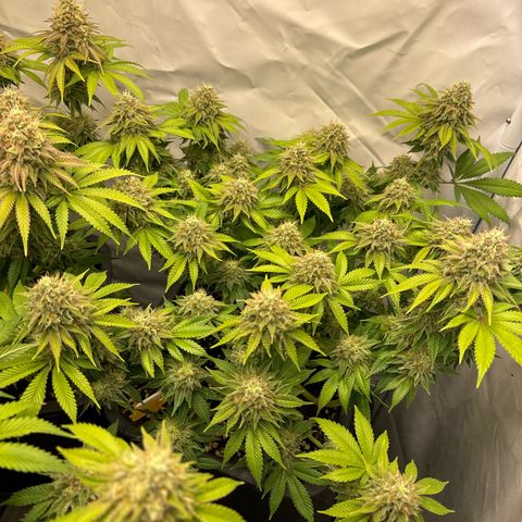 Sweet ZZ growlog timeline photo