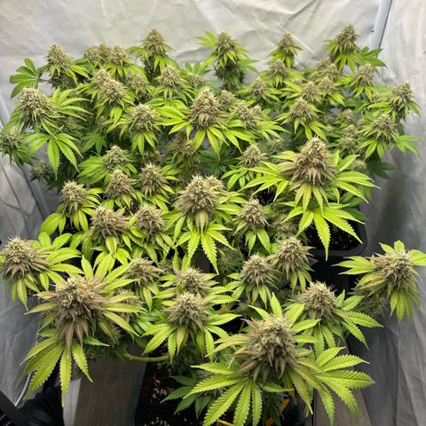 Sweet ZZ growlog timeline photo