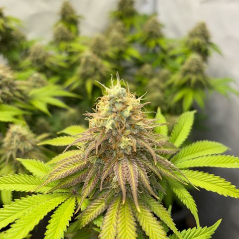 Sweet ZZ growlog timeline photo