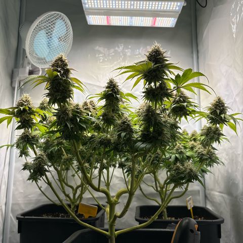 Sweet ZZ growlog timeline photo