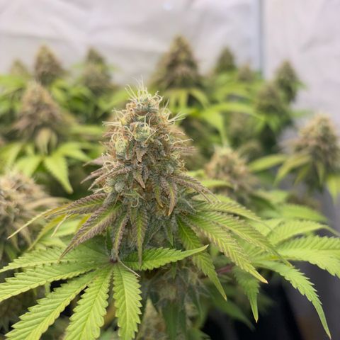 Sweet ZZ growlog timeline photo