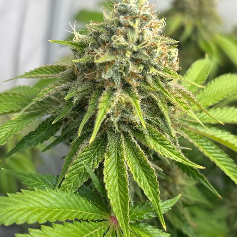 Sweet ZZ growlog timeline photo