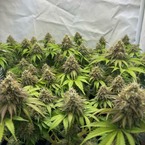 Sweet ZZ growlog timeline photo