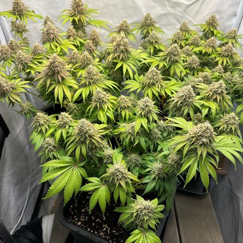 Sweet ZZ growlog timeline photo