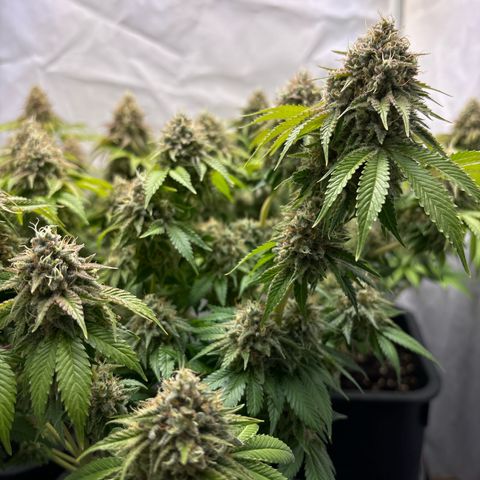 Sweet ZZ growlog timeline photo
