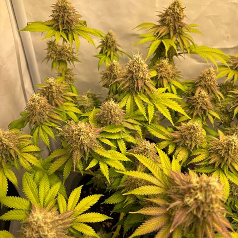 Sweet ZZ growlog timeline photo