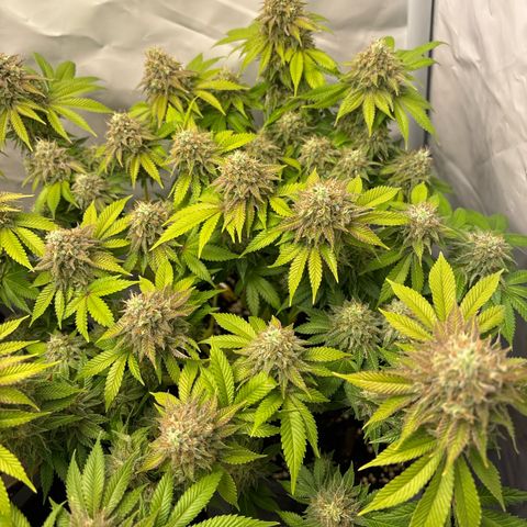 Sweet ZZ growlog timeline photo