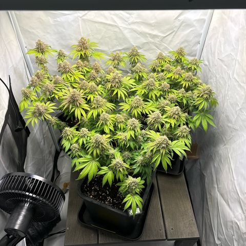 Sweet ZZ growlog timeline photo