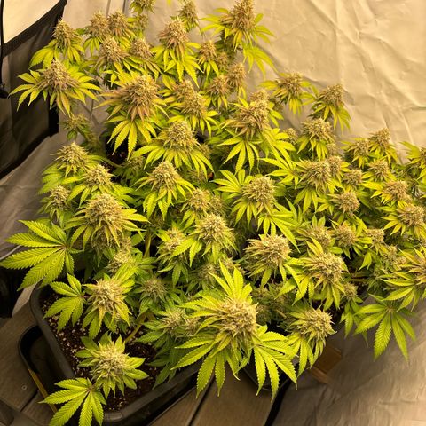 Sweet ZZ growlog timeline photo