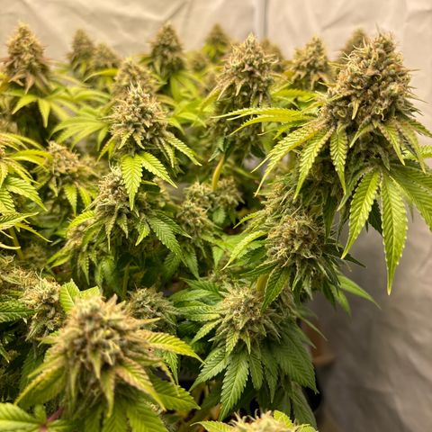 Sweet ZZ growlog timeline photo