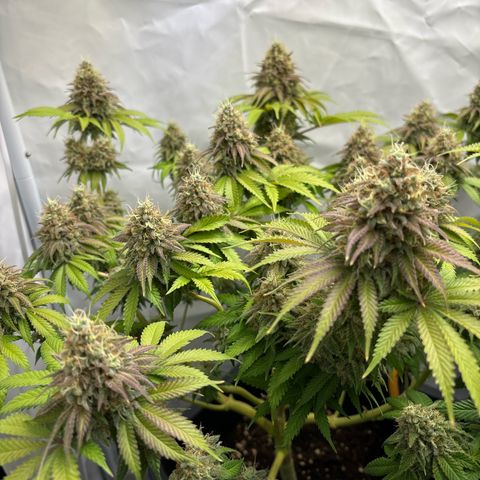 Sweet ZZ growlog timeline photo