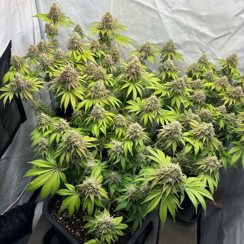 Sweet ZZ growlog timeline photo