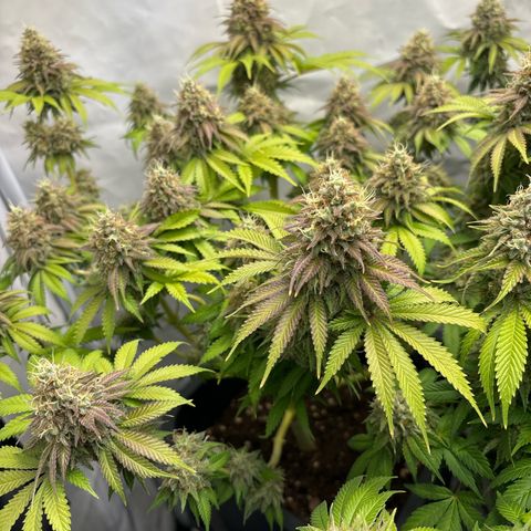 Sweet ZZ growlog timeline photo