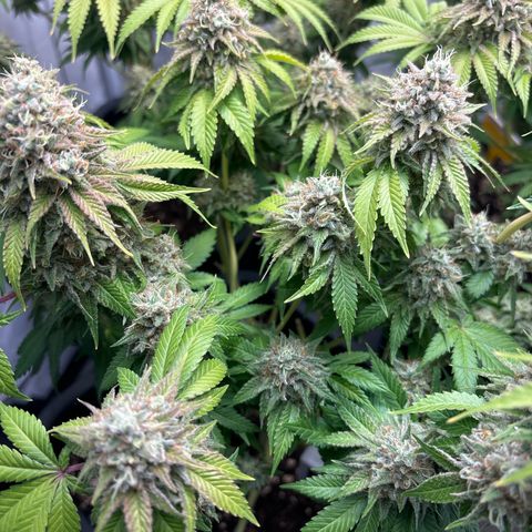 Sweet ZZ growlog timeline photo