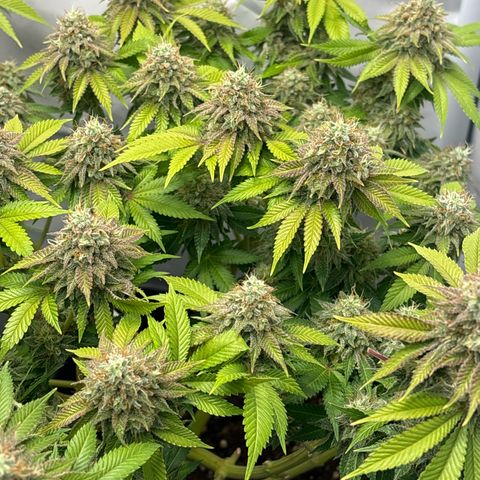 Sweet ZZ growlog timeline photo