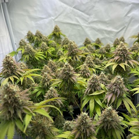 Sweet ZZ growlog timeline photo
