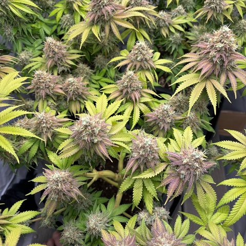 Sweet ZZ growlog timeline photo