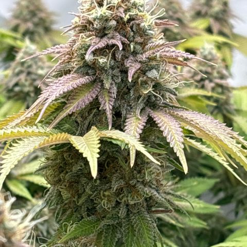 Sweet ZZ growlog timeline photo
