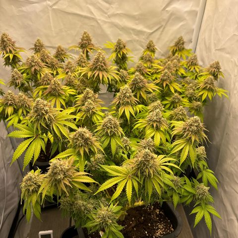 Sweet ZZ growlog timeline photo