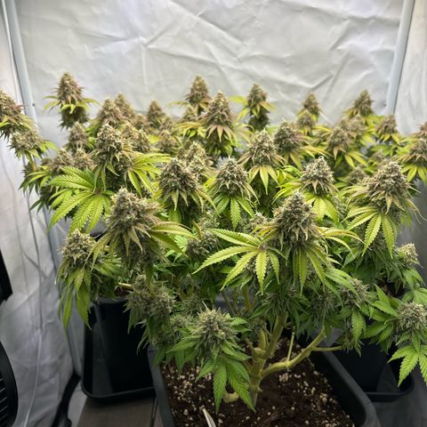 Sweet ZZ growlog timeline photo