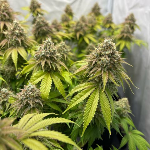 Sweet ZZ growlog timeline photo
