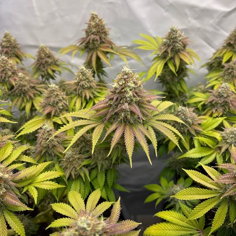 Sweet ZZ growlog timeline photo