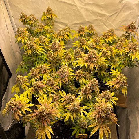 Sweet ZZ growlog timeline photo