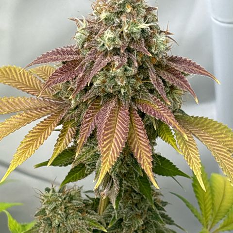 Sweet ZZ growlog timeline photo