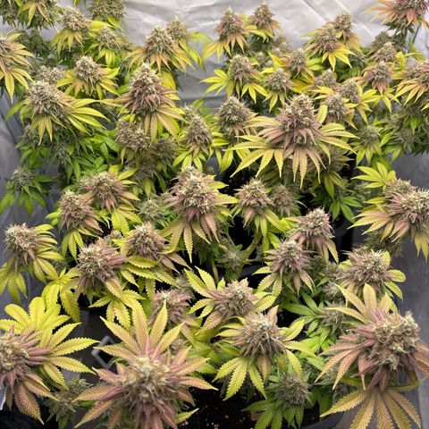 Sweet ZZ growlog timeline photo