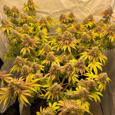 Sweet ZZ growlog timeline photo