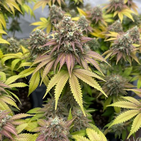 Sweet ZZ growlog timeline photo