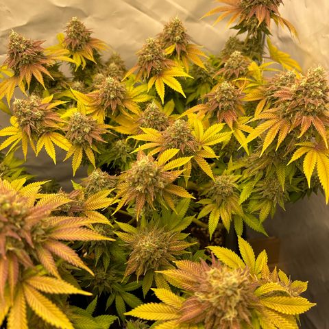 Sweet ZZ growlog timeline photo