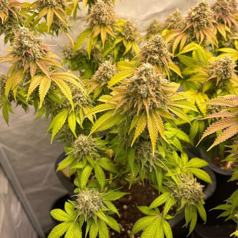 Sweet ZZ growlog timeline photo