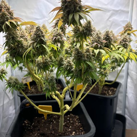 Sweet ZZ growlog timeline photo