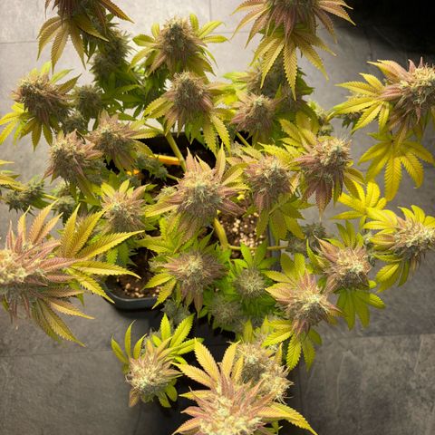 Sweet ZZ growlog timeline photo