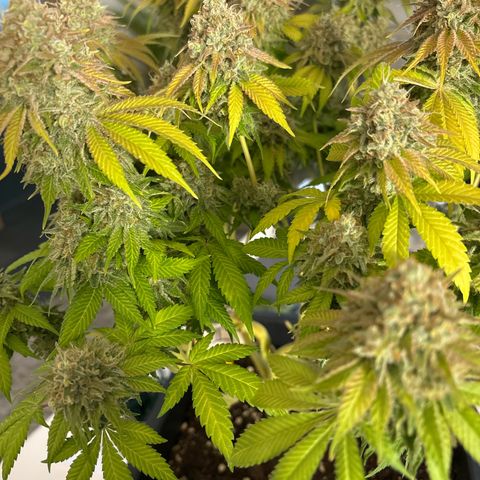 Sweet ZZ growlog timeline photo